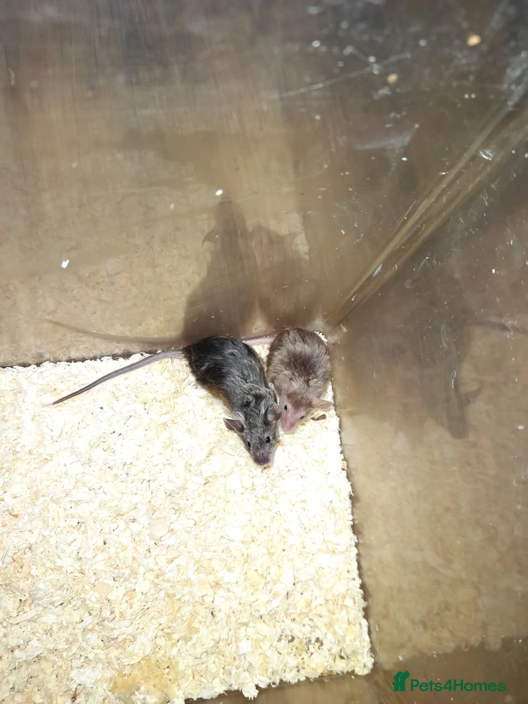 Mouse rodents for sale: Fancy mice - Advert 5