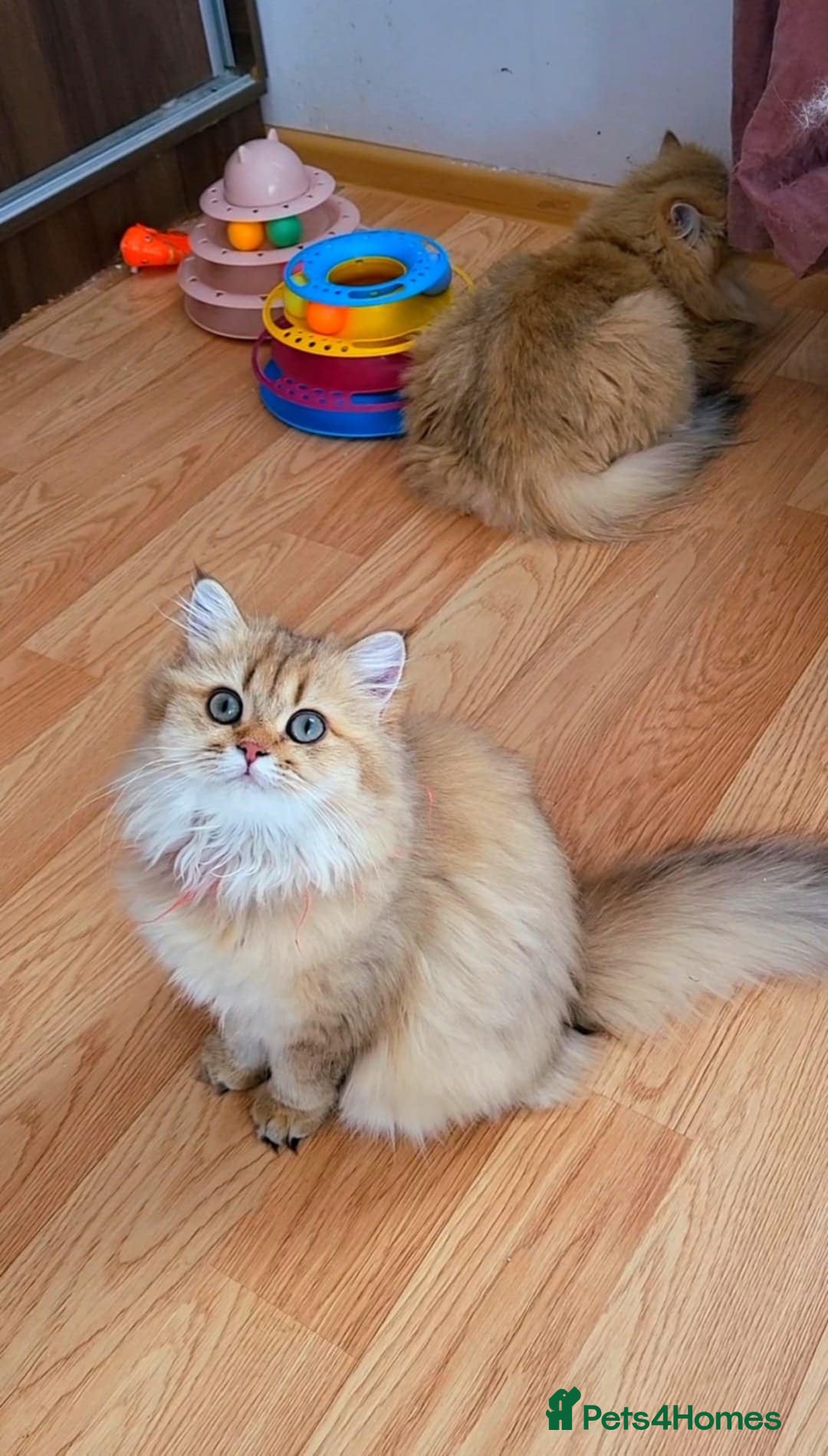 British Longhair cats for sale: Purebred British Longhair Female  - Image 3