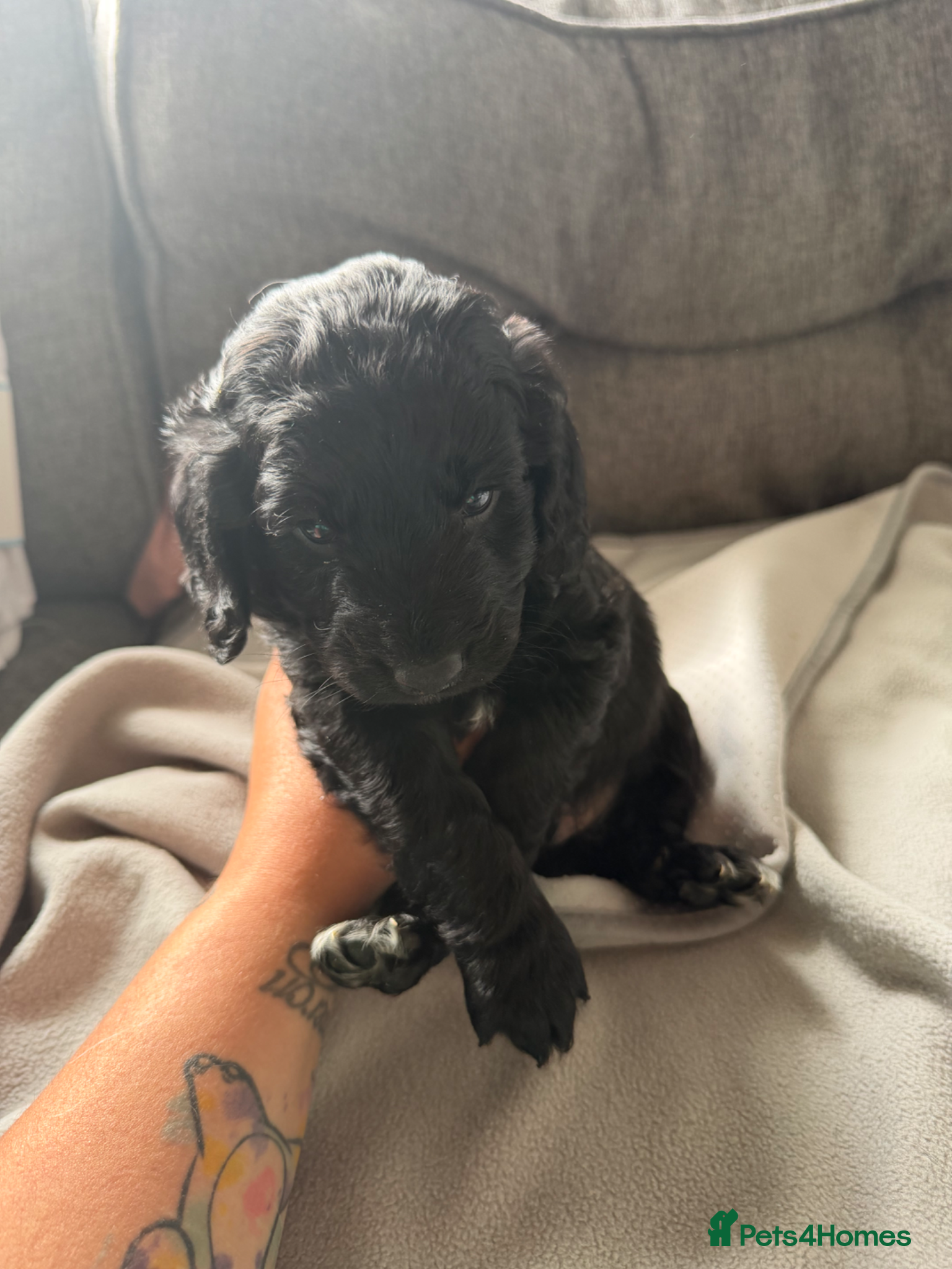Cockapoo dogs for sale: Beautiful cockapoos - Advert 7