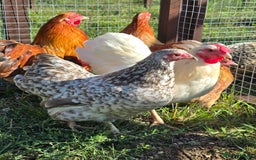 Chickens poultry for sale: Wyandotte Bantams  - Image 9
