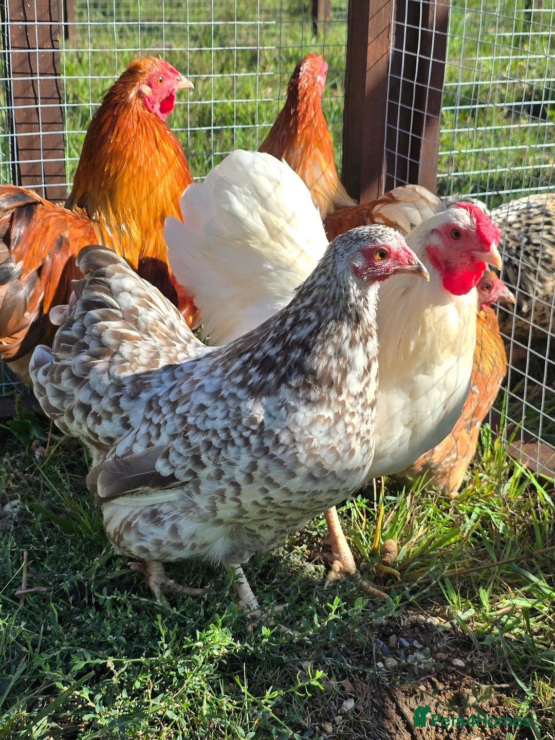 Chickens poultry for sale: Wyandotte Bantams  - Image 9