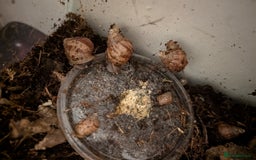 Snails invertebrates for sale: Giant African Land Snails - Image 1
