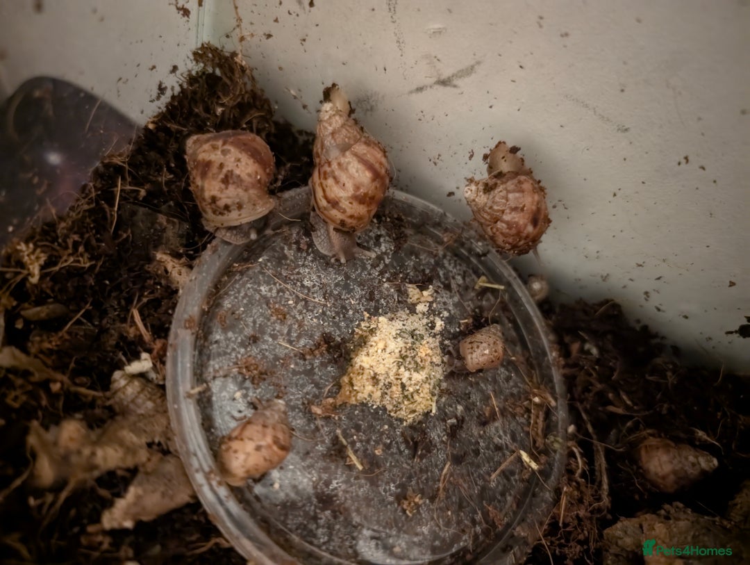 Snails invertebrates for sale: Giant African Land Snails - Image 1
