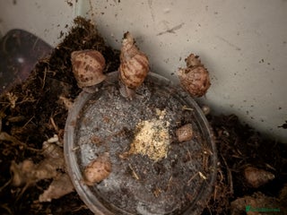 Snails invertebrates - Advert 1