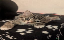 Mixed Breed cats for sale: Beautiful mix breed kittens  - Image 14