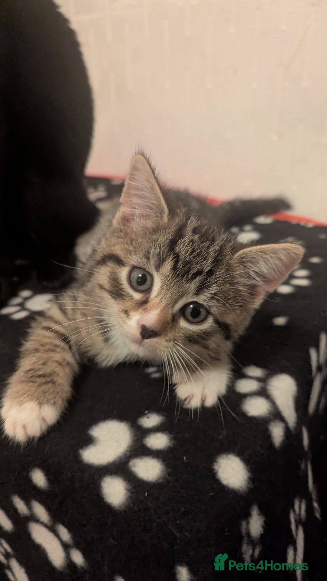 Mixed Breed cats for sale: Beautiful mix breed kittens  - Image 14