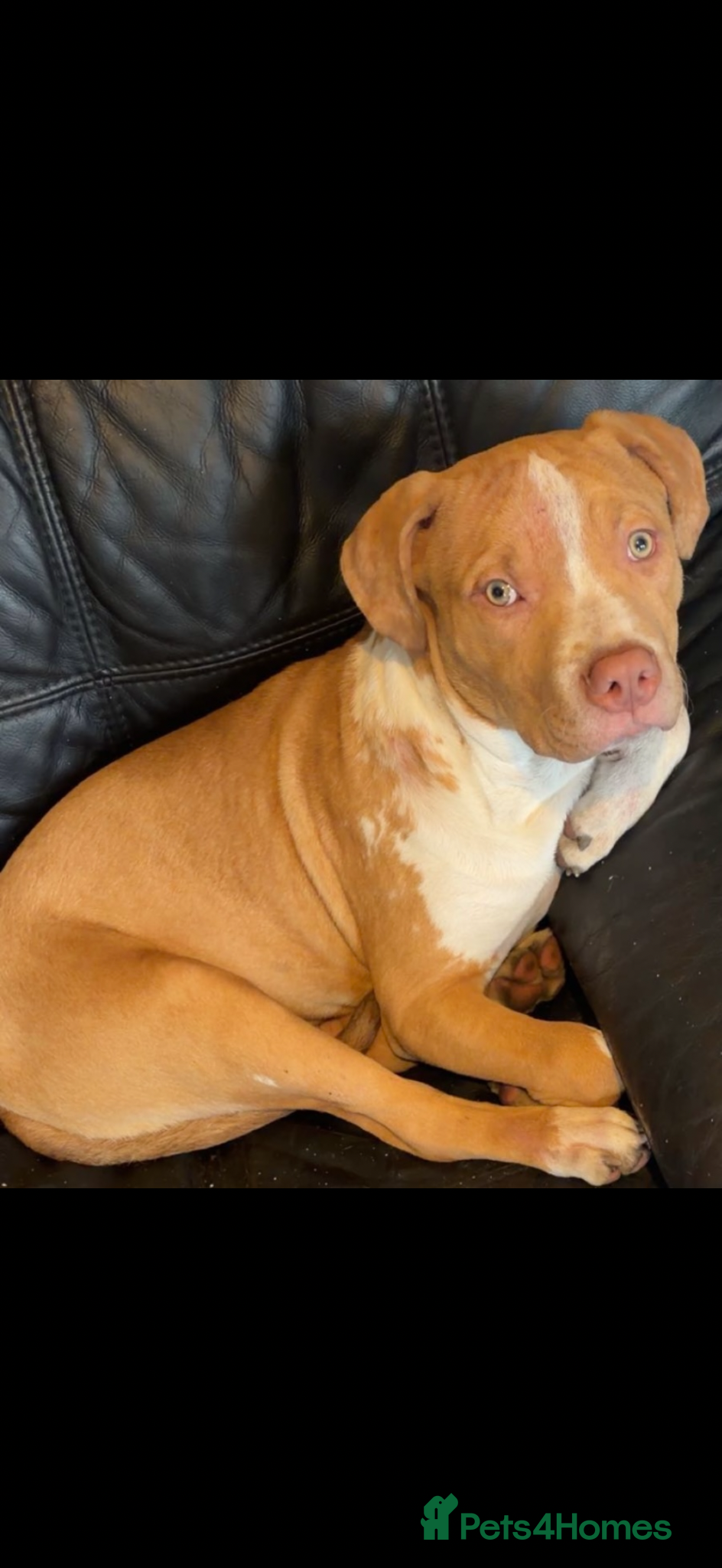 Mixed Breed dogs Beautiful Male For Sale  - Advert 1