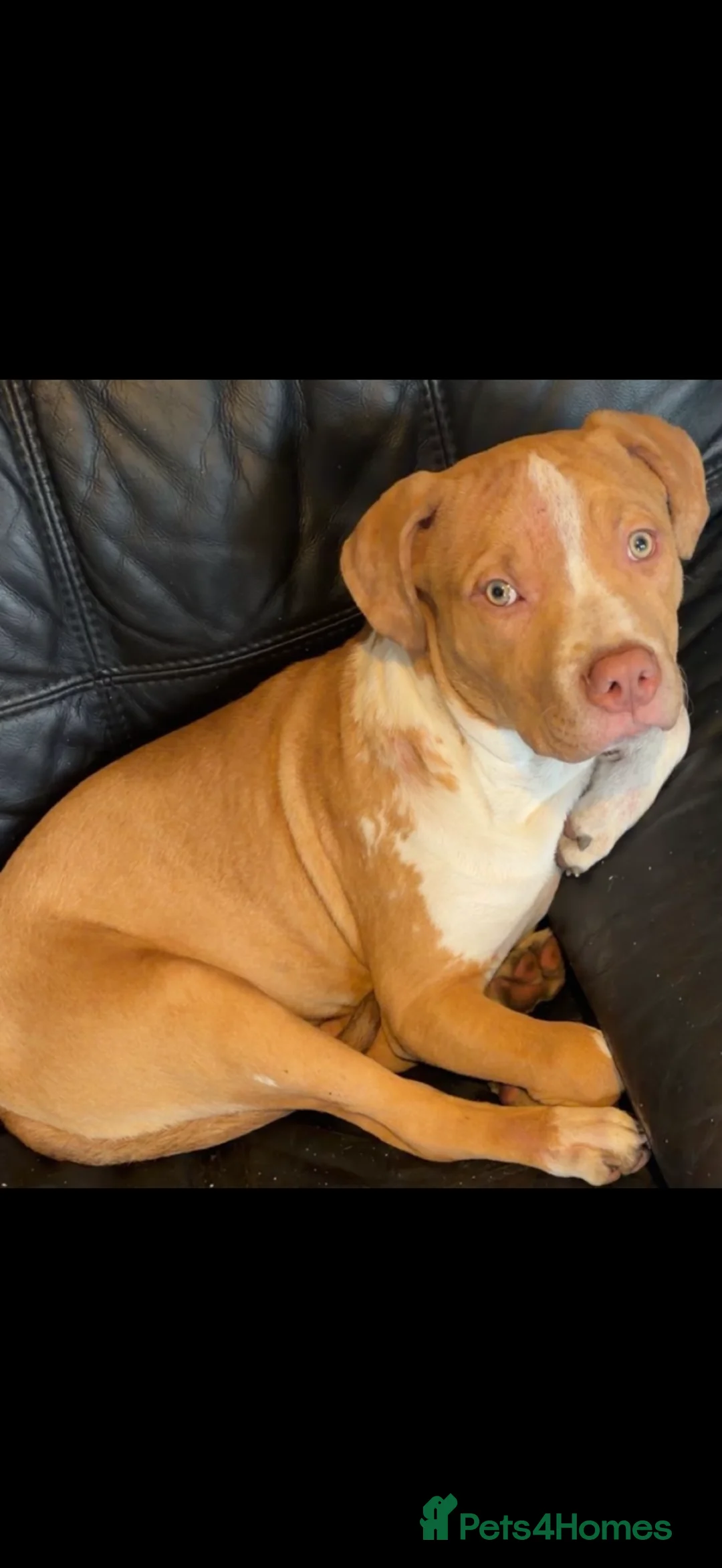 Mixed Breed dogs for sale: Beautiful Male For Sale  - Advert 1