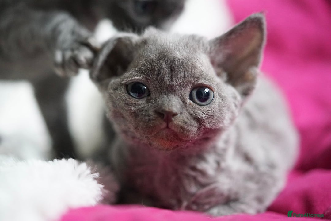 Devon Rex cats for sale: 💙 Devon Rex Female Kitten Available 💙 - Image 21