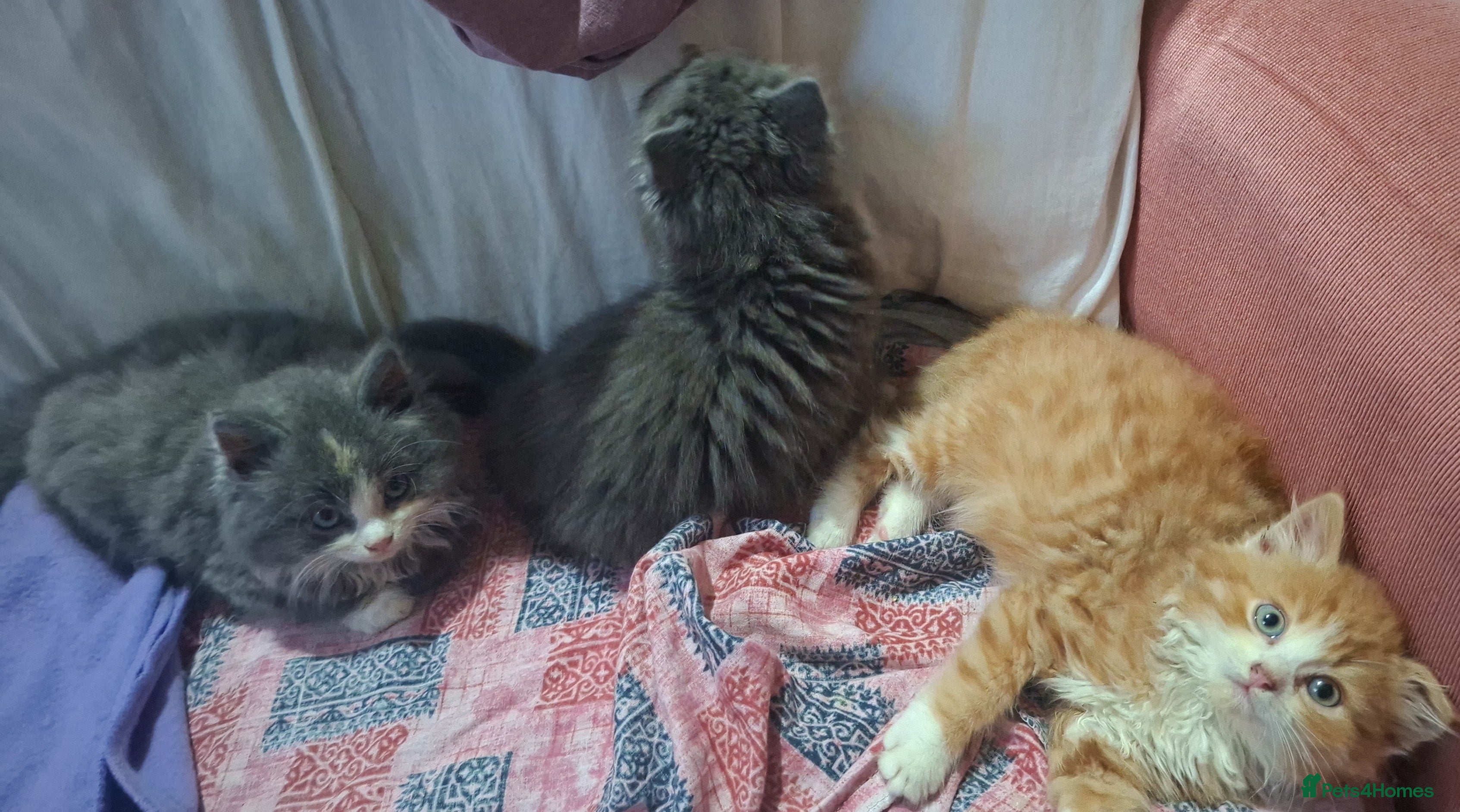 Persian cats Persian mix - Advert 6