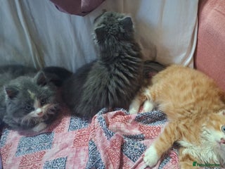 Persian cats Persian mix - Advert 2