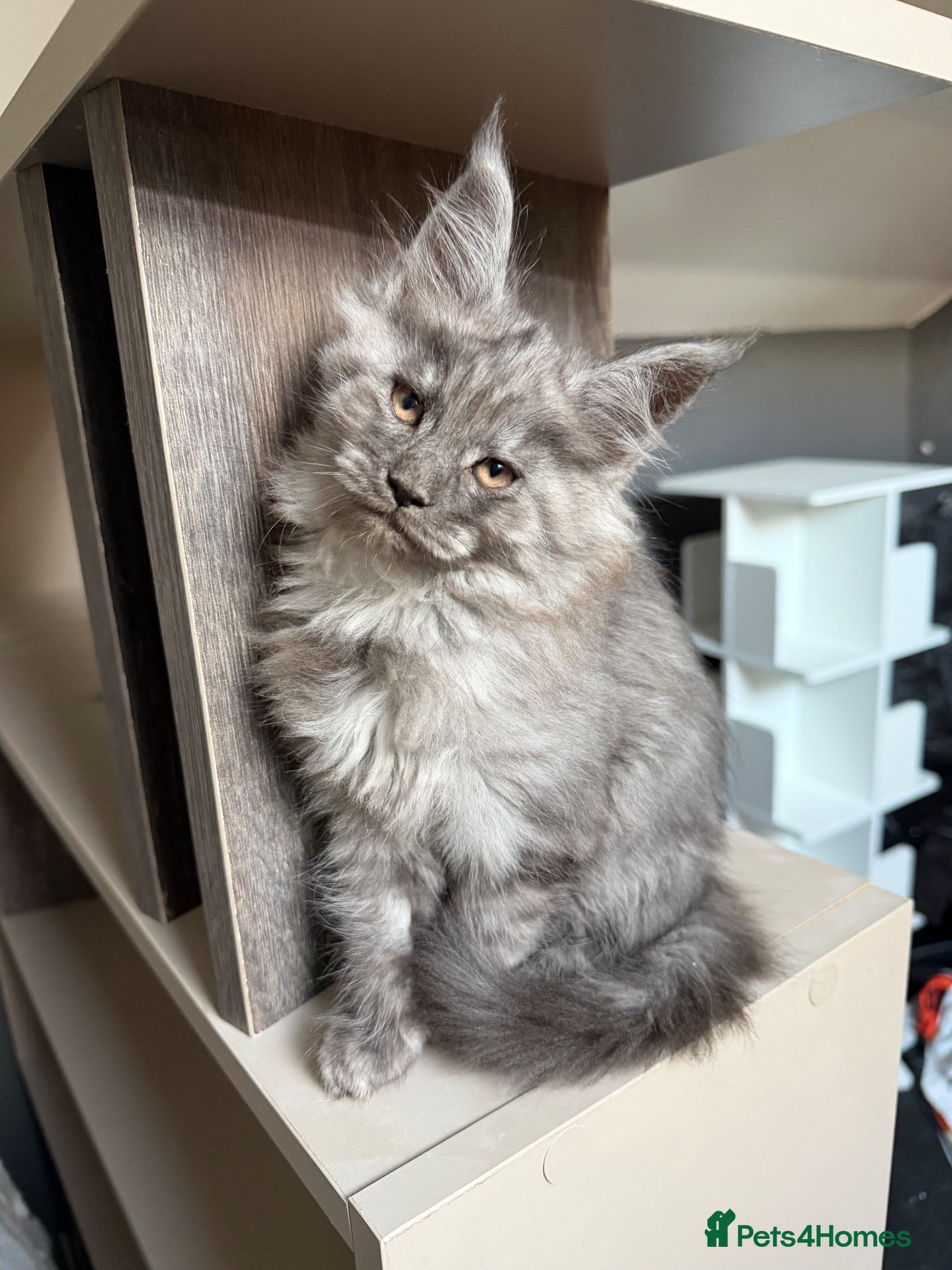 Maine Coon cats Maine Coon Kittens - Advert 1