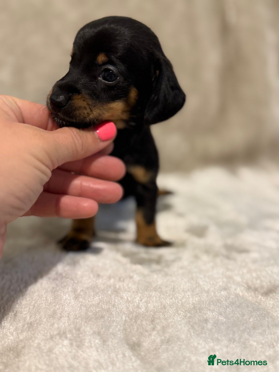 Miniature Dachshund dogs for sale: 🐾 Stunning Miniature Dachshund Puppies - Image 10