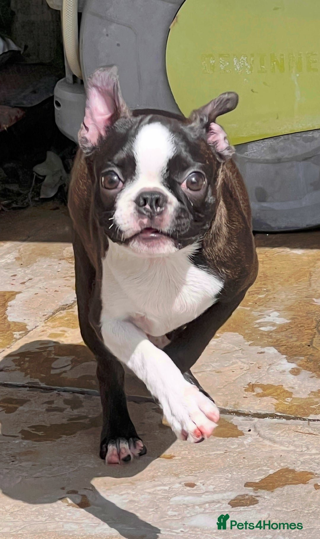 Boston Terrier dogs for sale: Female Boston Terrier - Image 6