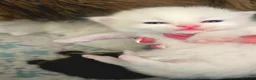 Munchkin cats for sale: 'Rughugger'Minuet kittens - Advert 3