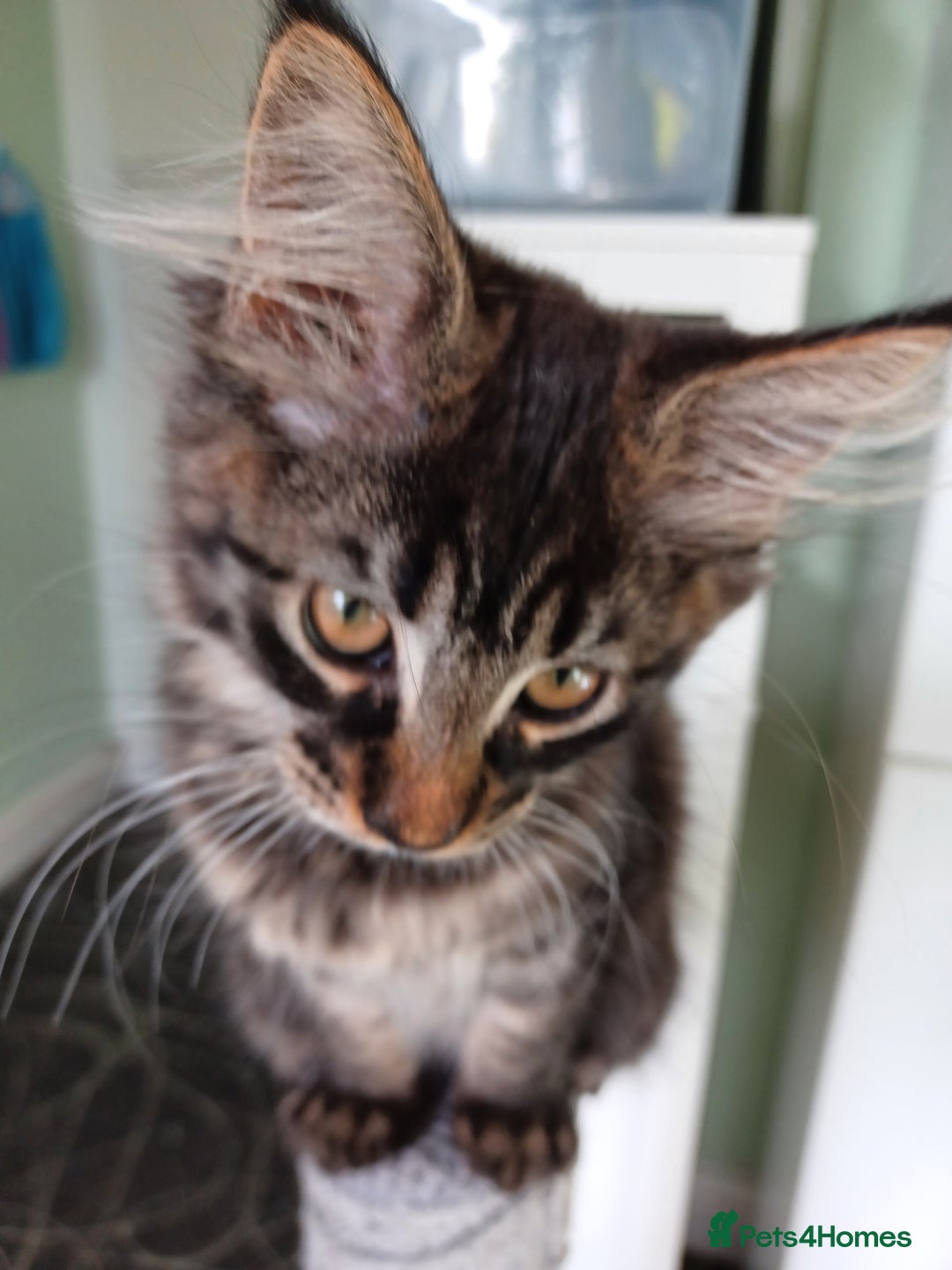 Maine Coon cats for sale: Beautiful Tabby Girl  - Image 7