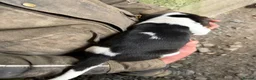 Beagle dogs for sale: ONLY 1 MALE LEFT - Gorgeous tricolour beagle pups - Advert 3