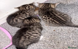 Siberian cats for sale: 🩷 Siberian x British shorthair kittens 🐱  - Image 4