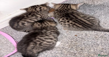 Siberian cats - Advert 4