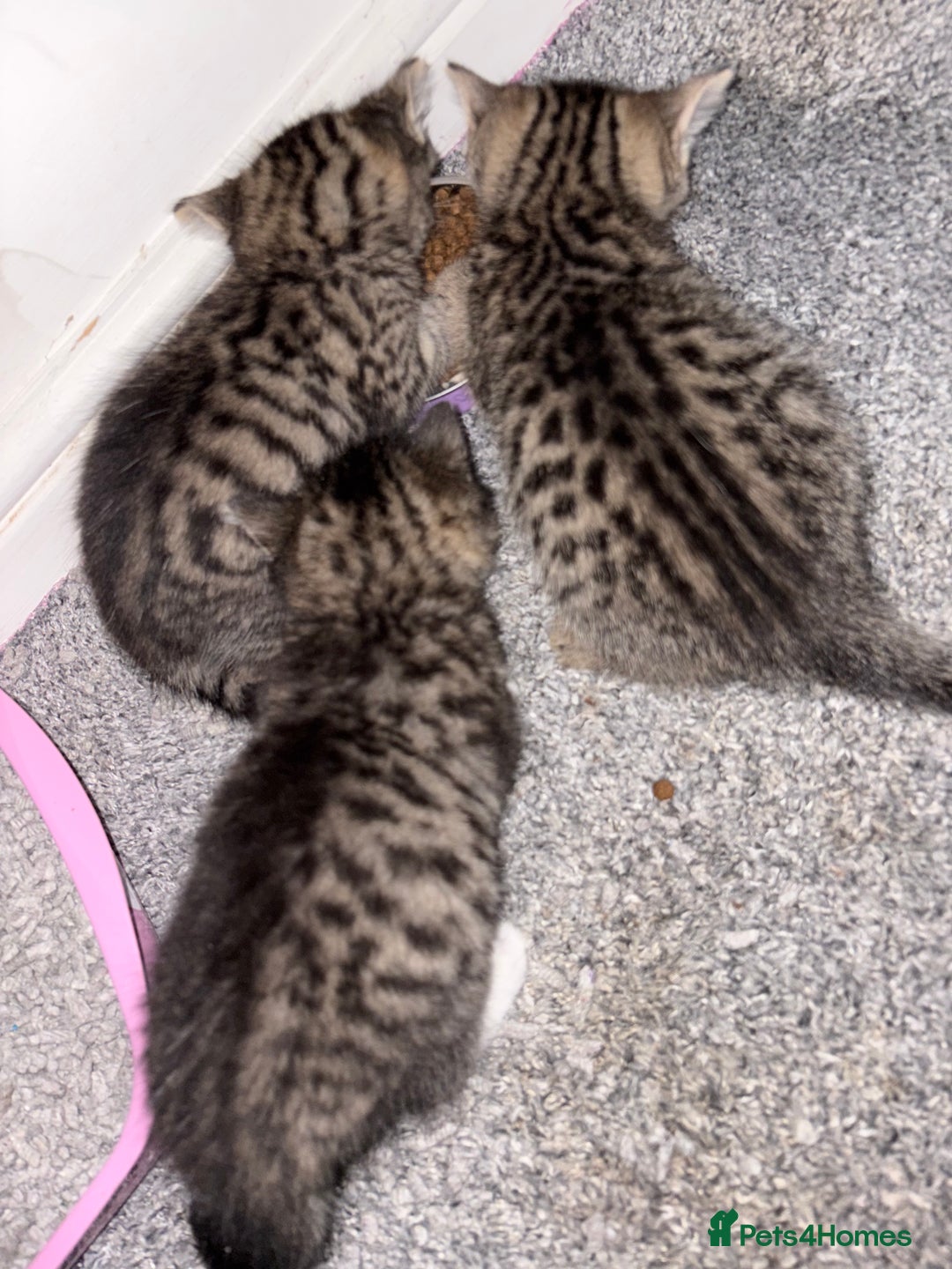 Siberian cats for sale: 🩷 Siberian x British shorthair kittens 🐱  - Image 4