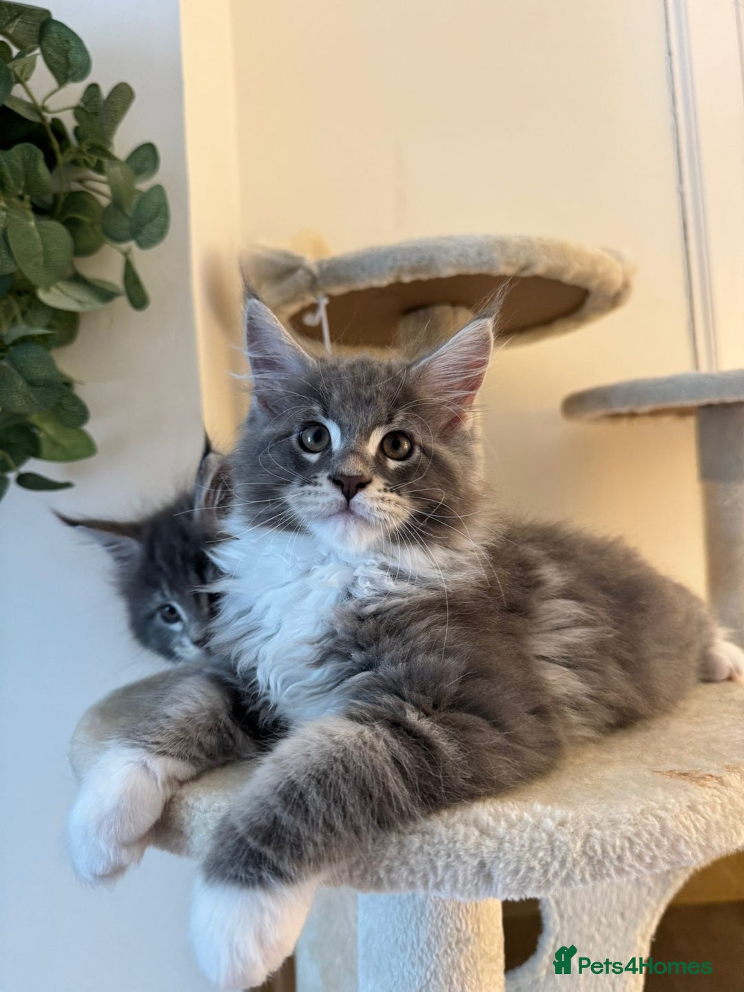 Maine Coon cats for sale: 🔔READY NOW🔔 KING-SIZE MAINE COON CUB - Image 4