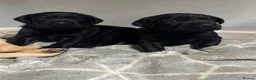 Labrador Retriever dogs for sale: Labrador puppies for sale - Advert 16