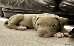 American Bully dogs for sale:  Medium Bully Puppies–XL are banned, these are NOT - Image 11