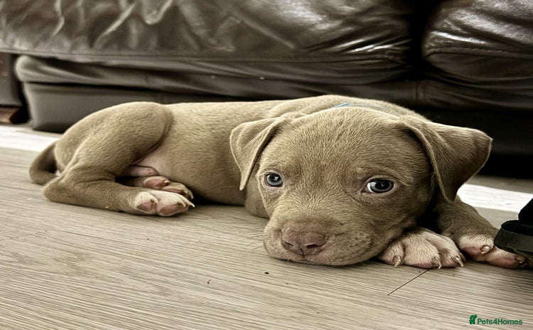 American Bully dogs - Advert 3