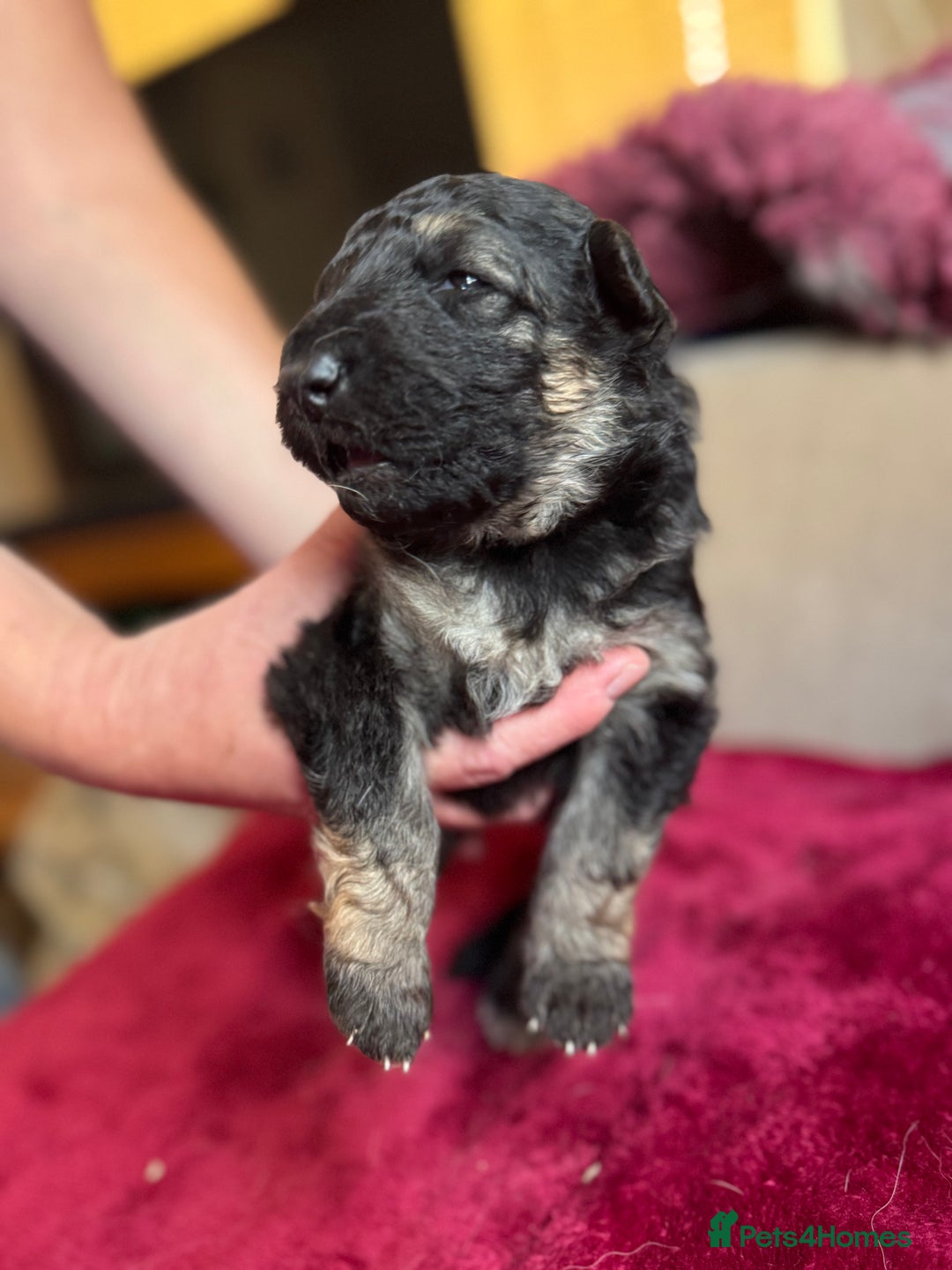 German Shepherd dogs for sale: Stunning long  German Shepherd puppies gsd pups  - Image 9