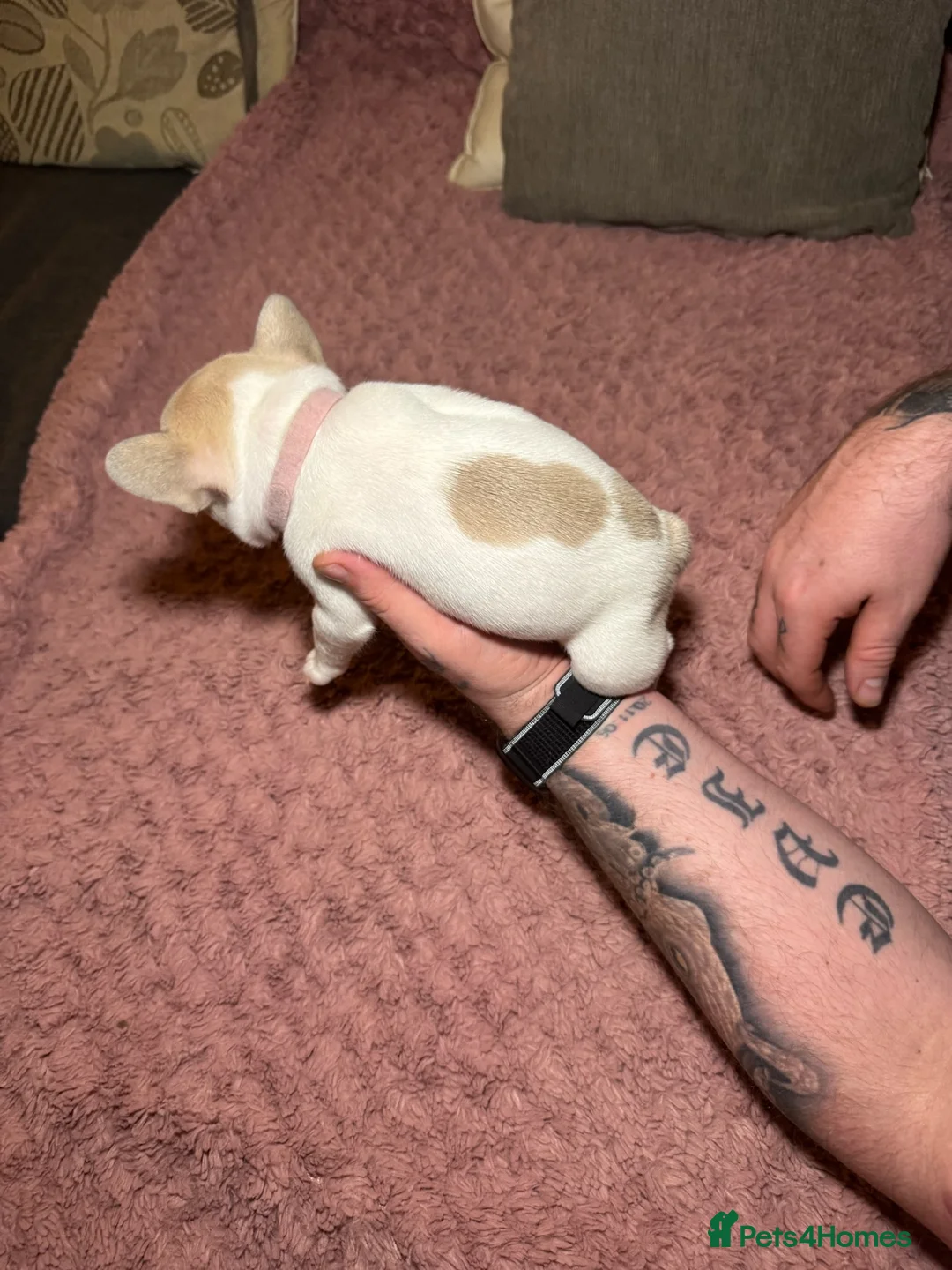 French Bulldog dogs for sale: French Bulldog puppies for sale 1 LEFT  - Advert 10