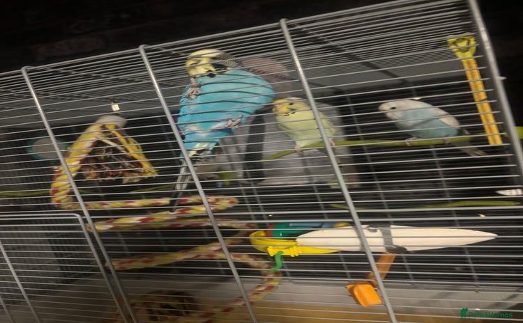 Budgerigars birds - Advert 8