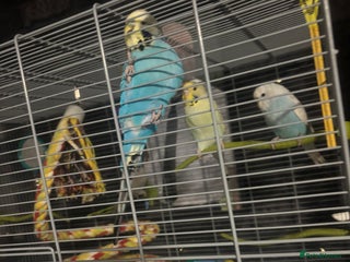 Budgerigars birds - Advert 35