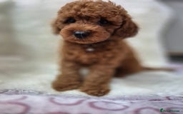 Cavapoo dogs for sale: WAITING LIST NOW OPEN FOR SUMMER 2026.  - Image 22
