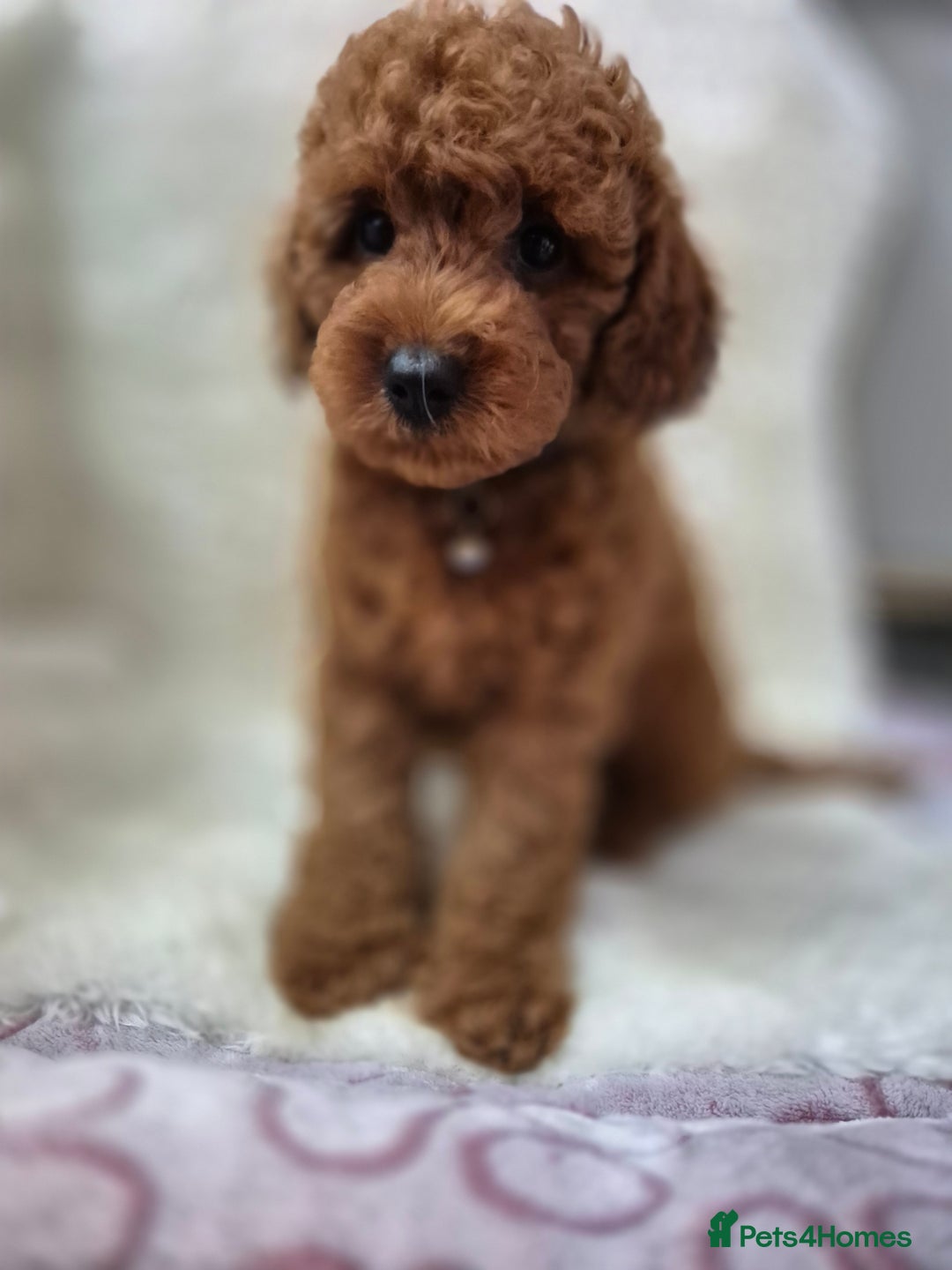Cavapoo dogs for sale: WAITING LIST NOW OPEN FOR SUMMER 2026.  - Image 22