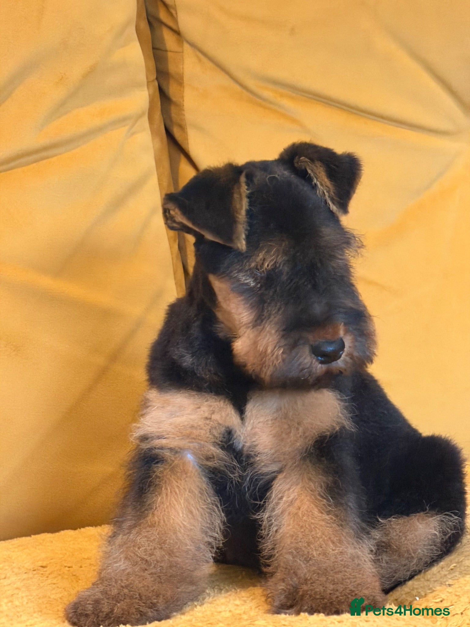 Welsh Terrier dogs Beautiful Welsh terrier puppies  - Advert 1