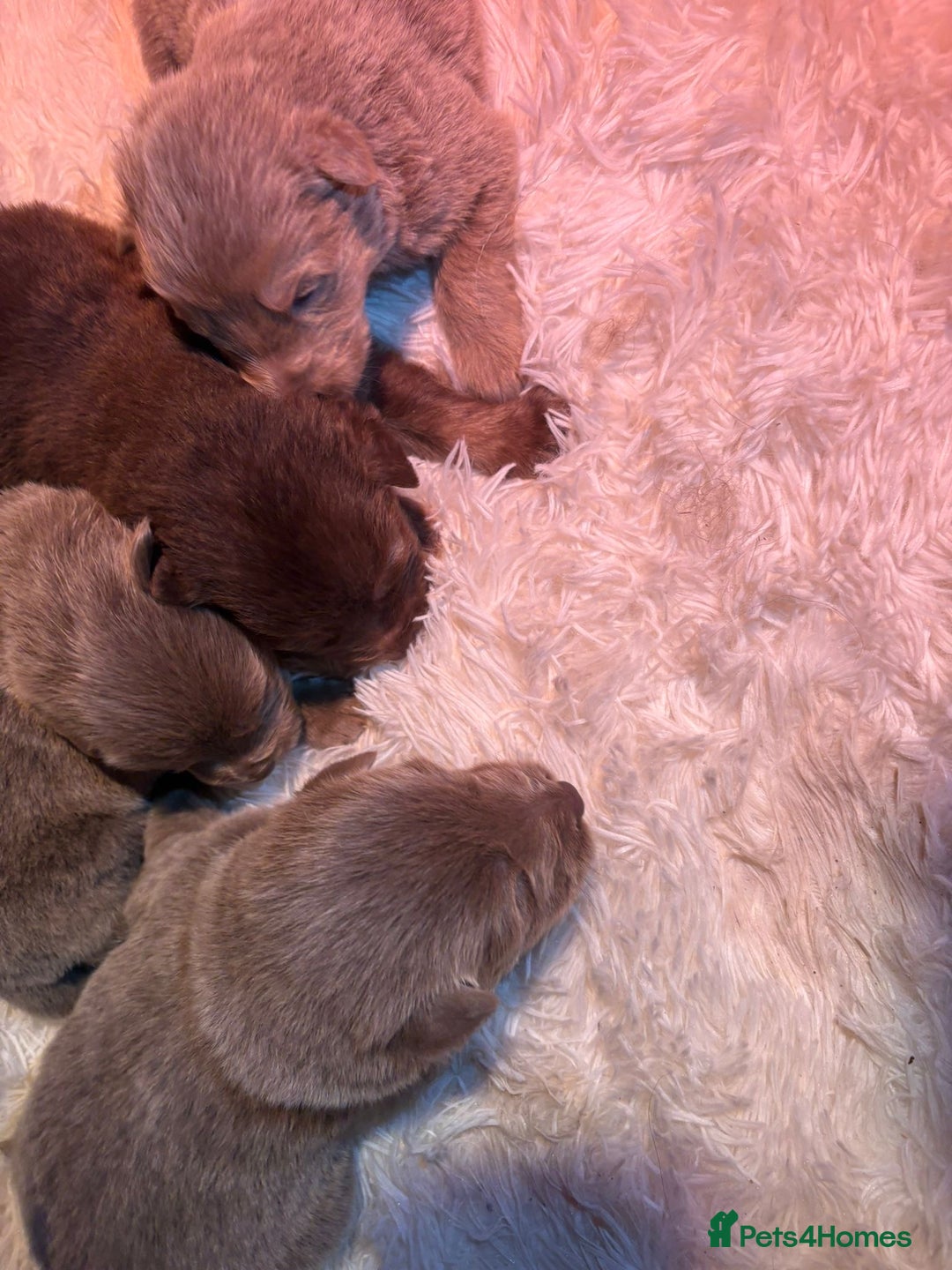 German Shepherd dogs for sale: Working KC GSD German shepherd puppies  - Image 21