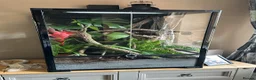 Gecko reptiles for sale: Gargoyle gecko in Stoke-on-Trent - Advert 9