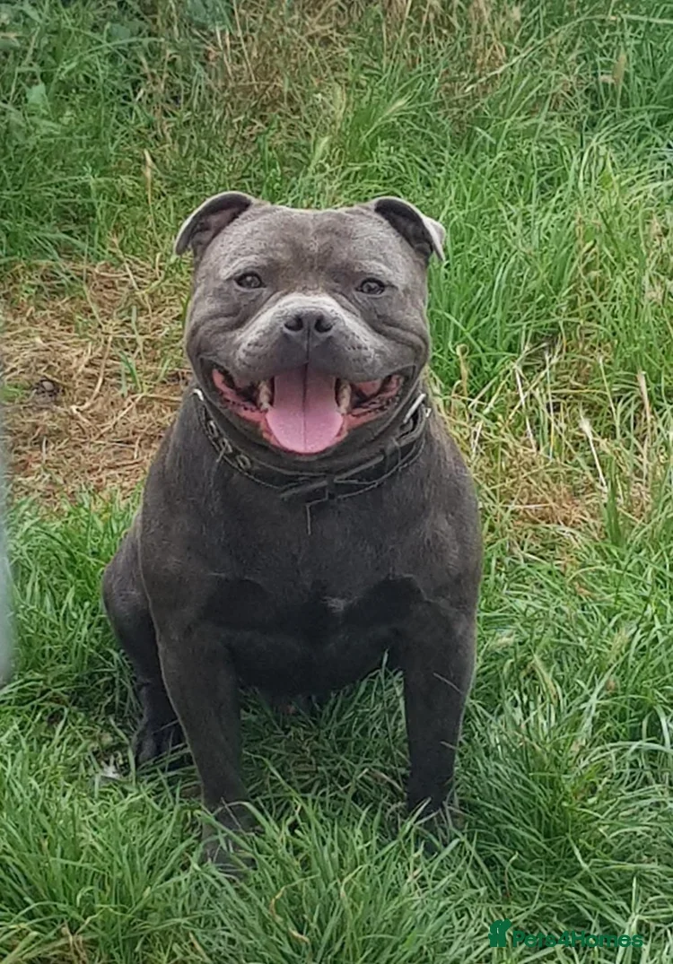 Staffordshire Bull Terrier dogs Stunning KC registered Staffy puppies 💙💙🩷🩷🩷 - Advert 2