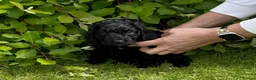 Sproodle dogs for sale: ADORABLE SPROODLE PUPPIES - Advert 4