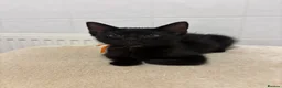 Domestic Shorthair cats for sale: 4 adorable kittens looking for new homes - Advert 9