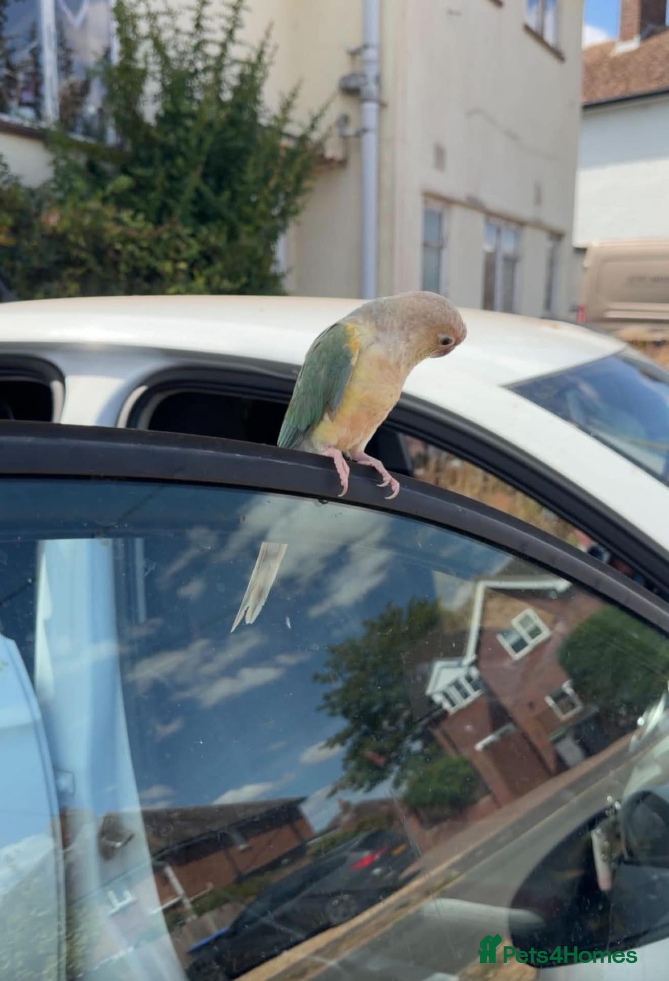 Conures birds Young Green cheek conure - Advert 2