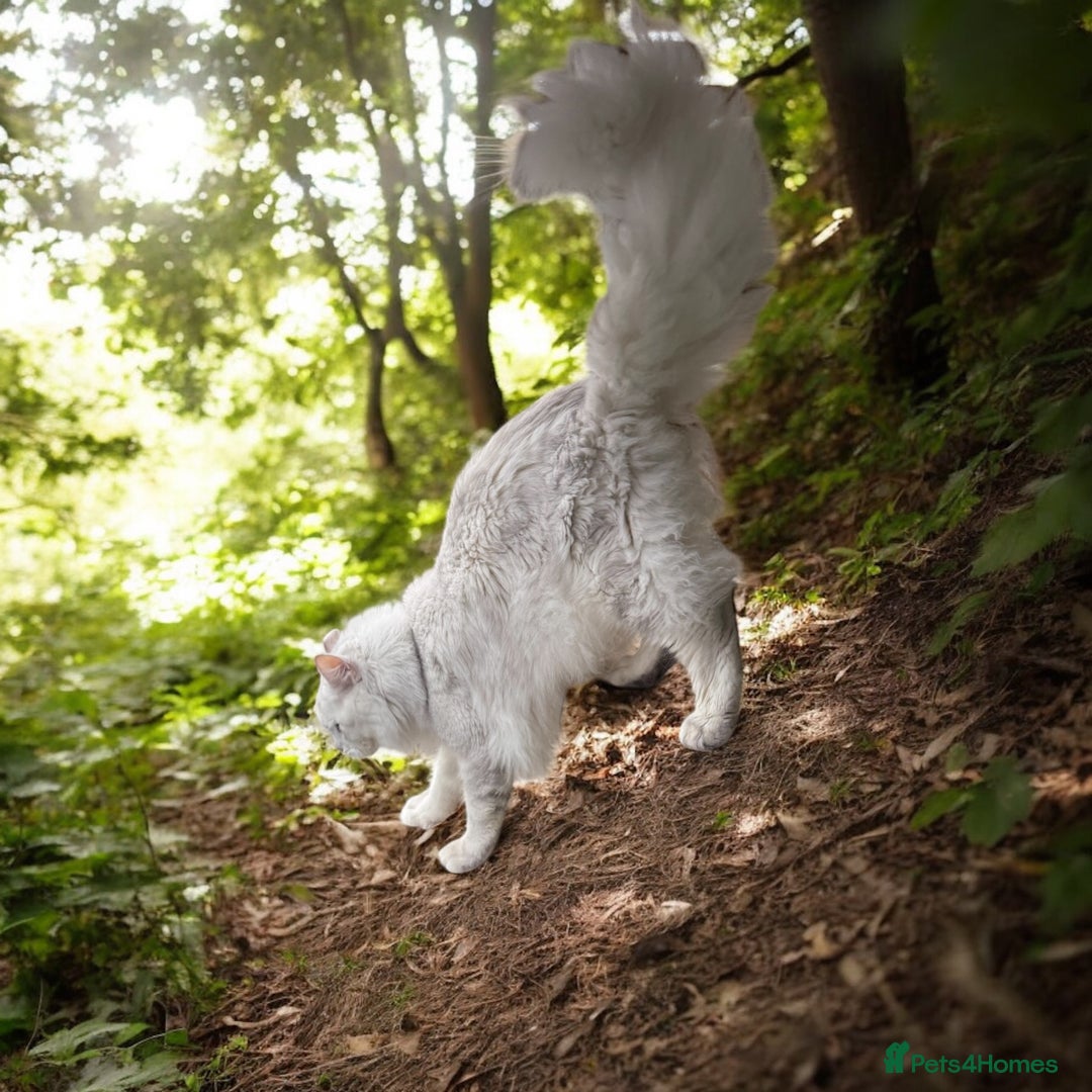 Maine Coon cats for stud: TICA Blue silver shaded stud  - Advert 5