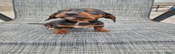 Dachshund dogs for sale: Dachshund puppies 8wks - Advert 17