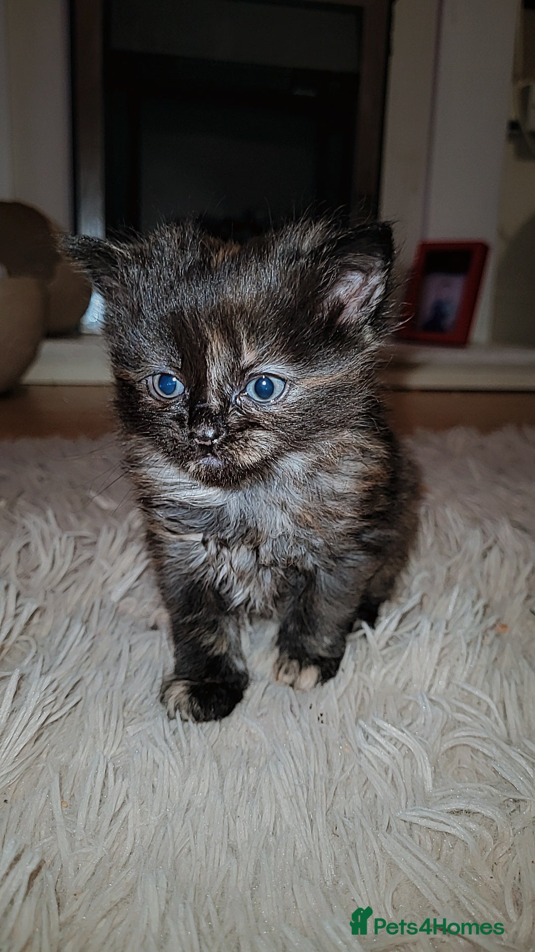 Mixed Breed cats Beautiful mixed kittens  - Advert 12