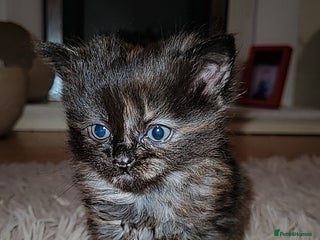 Mixed Breed cats Beautiful mixed kittens - Advert 12