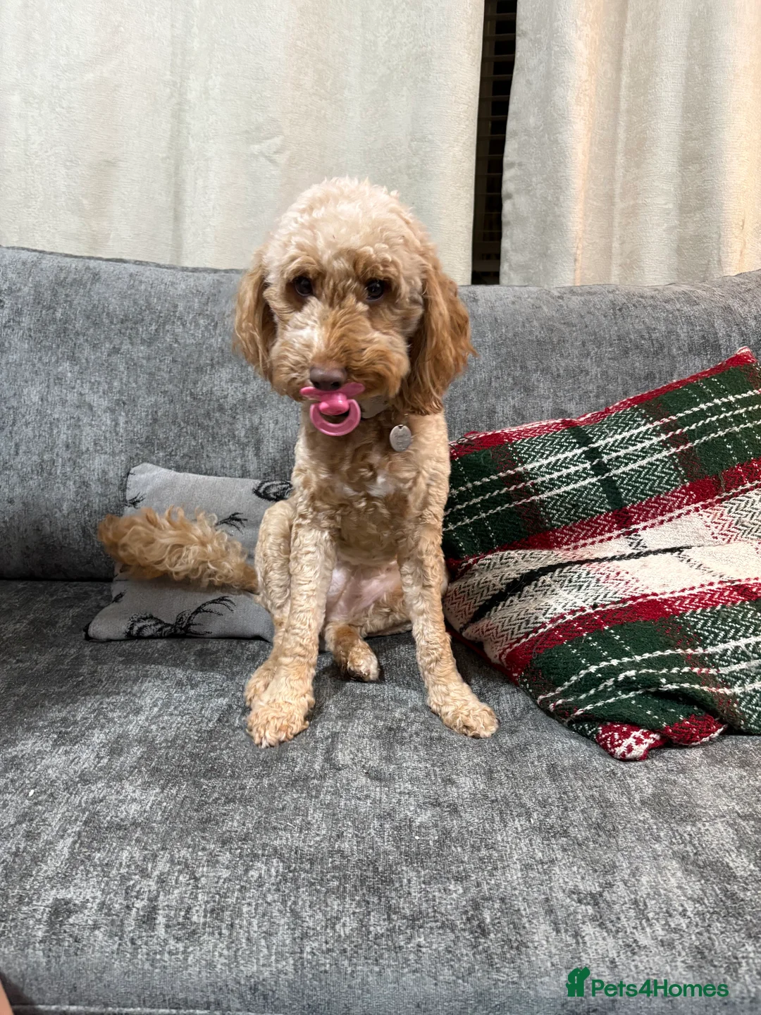 Cockapoo dogs for sale: 2 year old cockapoo  in Wolverhampton - Advert 7