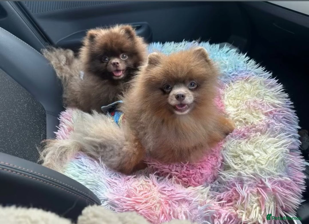 Pomeranian dogs for stud: Lilac and orange tan teddy Bear🪻🍊 - Advert 9