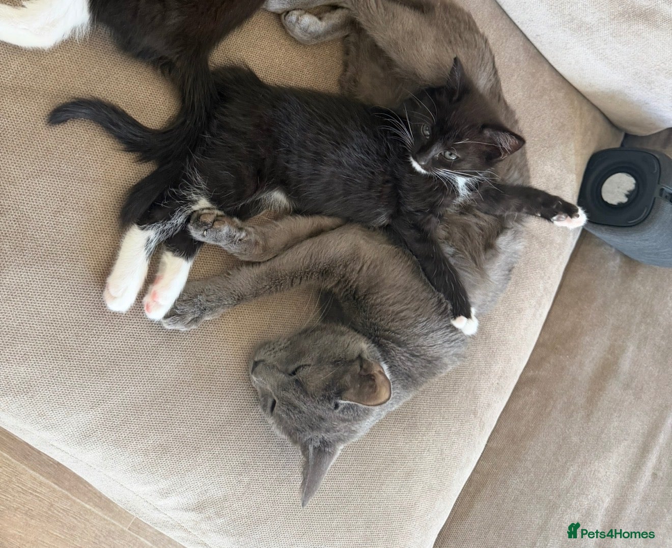 Mixed Breed cats Mum & Kitten  - Advert 1