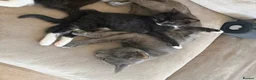 Mixed Breed cats for sale: Mum & Kitten  - Advert 1