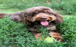 Cockapoo dogs for sale: Merle, Tri& Chocolate f2 Cockapoos (8boys 3girls!) - Image 23